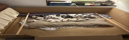 Dalmatian dogs for sale: Dalmatian Puppies  - Advert 3