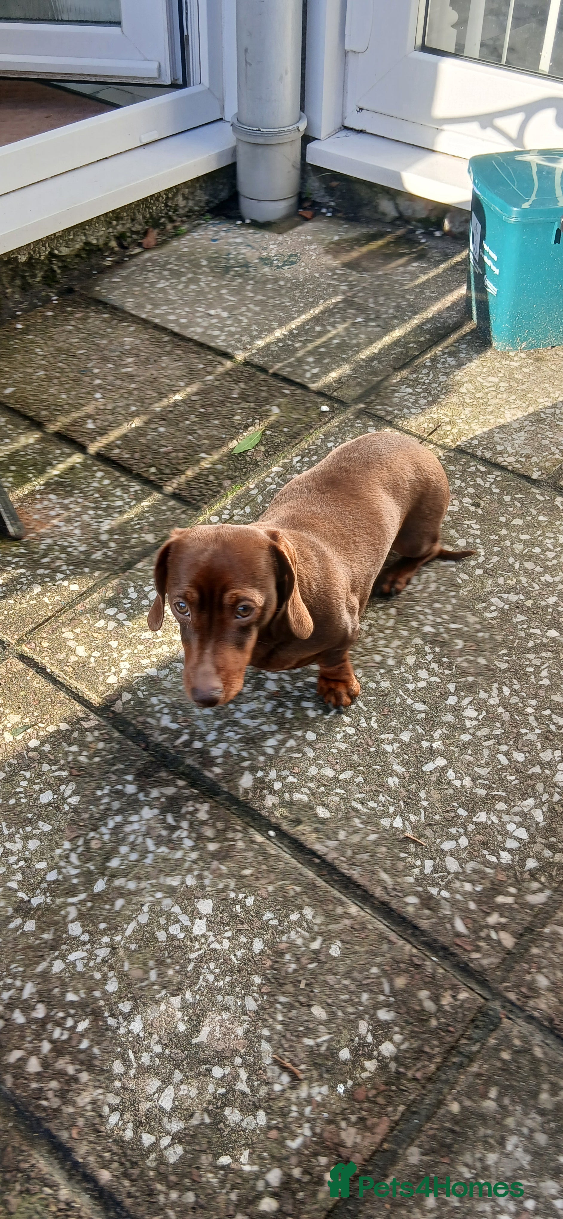 Dachshund dogs Miniature dachshund  - Advert 1