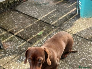 Dachshund dogs Miniature dachshund - Advert 1