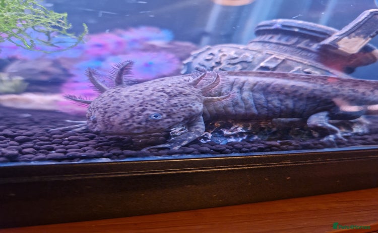 Axolotl reptiles - Advert 1