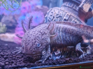 Axolotl reptiles - Advert 15
