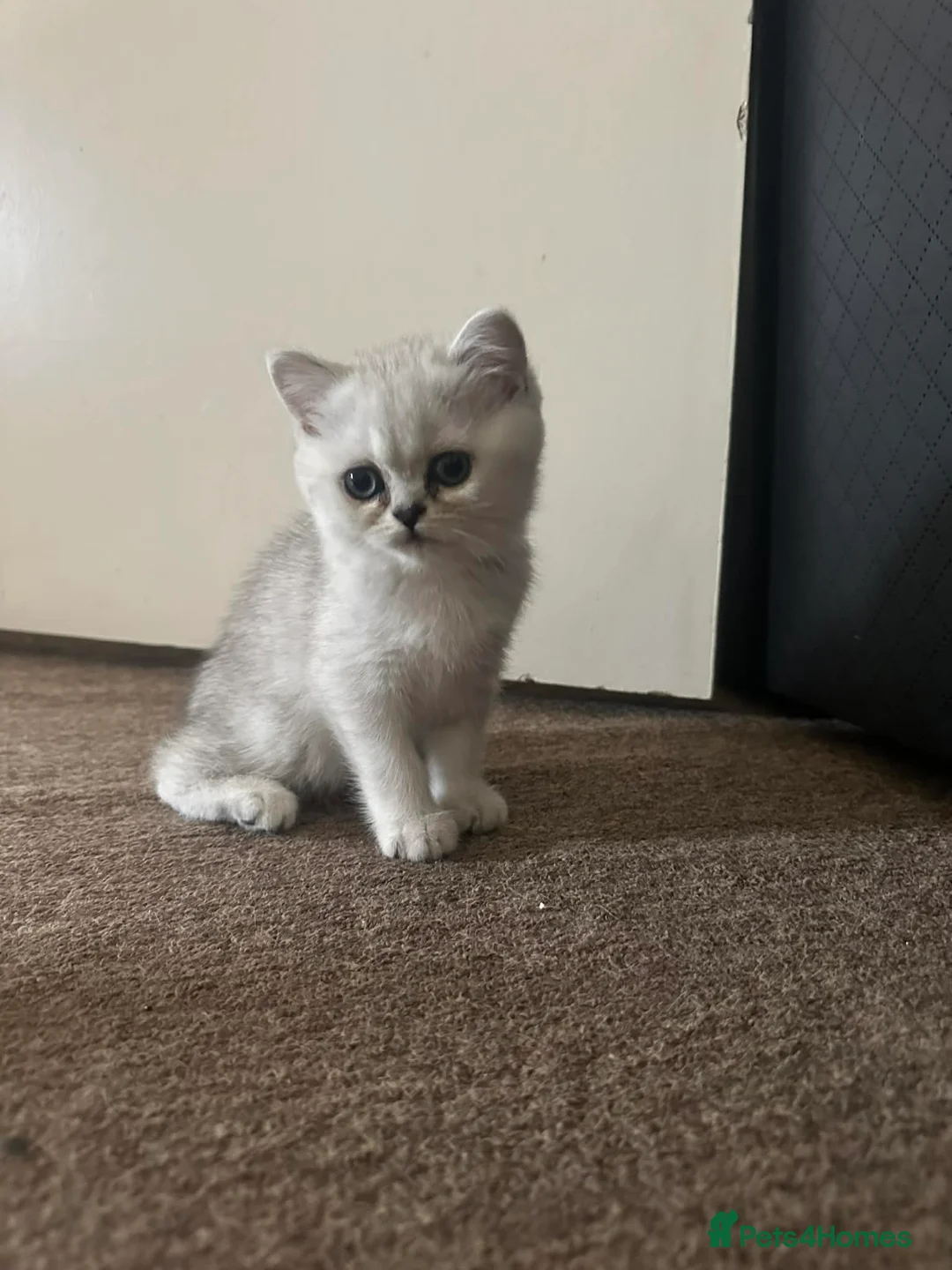 Scottish Fold cats for sale: 2 girls kittens are looking for a loving home in Brentwood - Advert 4