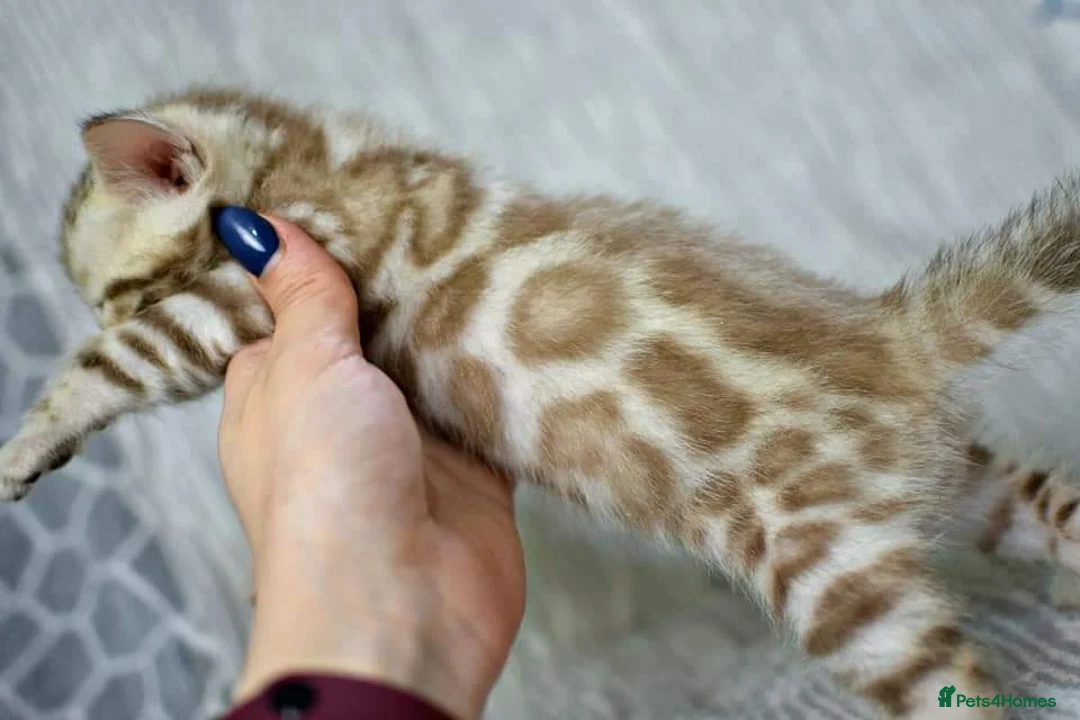 Bengal cats for sale: Male and Femal Bengal kitten available TICA  - Advert 4