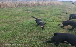 Labrador Retriever dogs for sale: 7 Labrador Pups **1 Bitch Left** Read Ad in York - Image 4