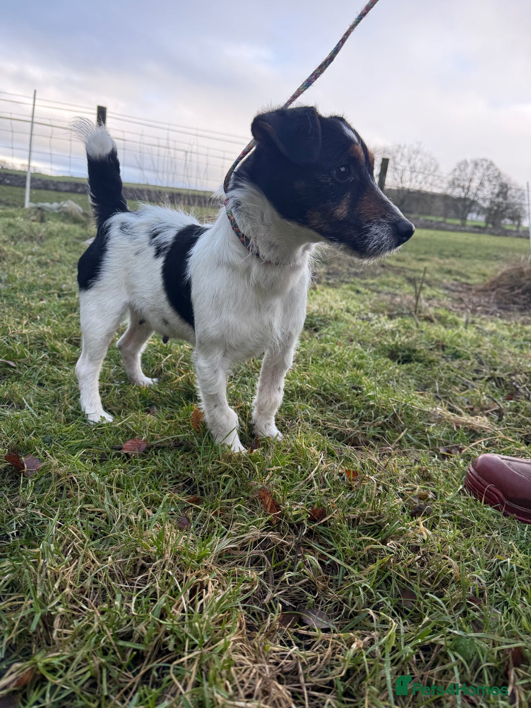 Jack Russell dogs for sale: Tri Jack Russell Girl - Advert 2