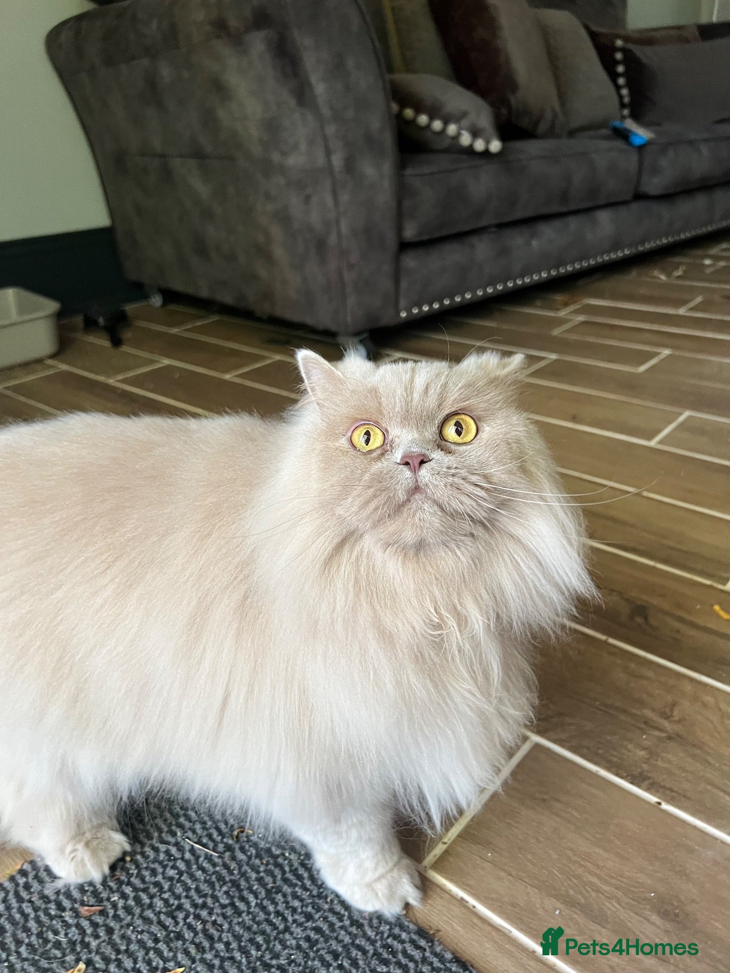 British Longhair cats Adult Fawn British Longhair Female - Advert 2