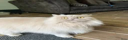 British Longhair cats for sale: Adult Fawn British Longhair Female - Advert 1