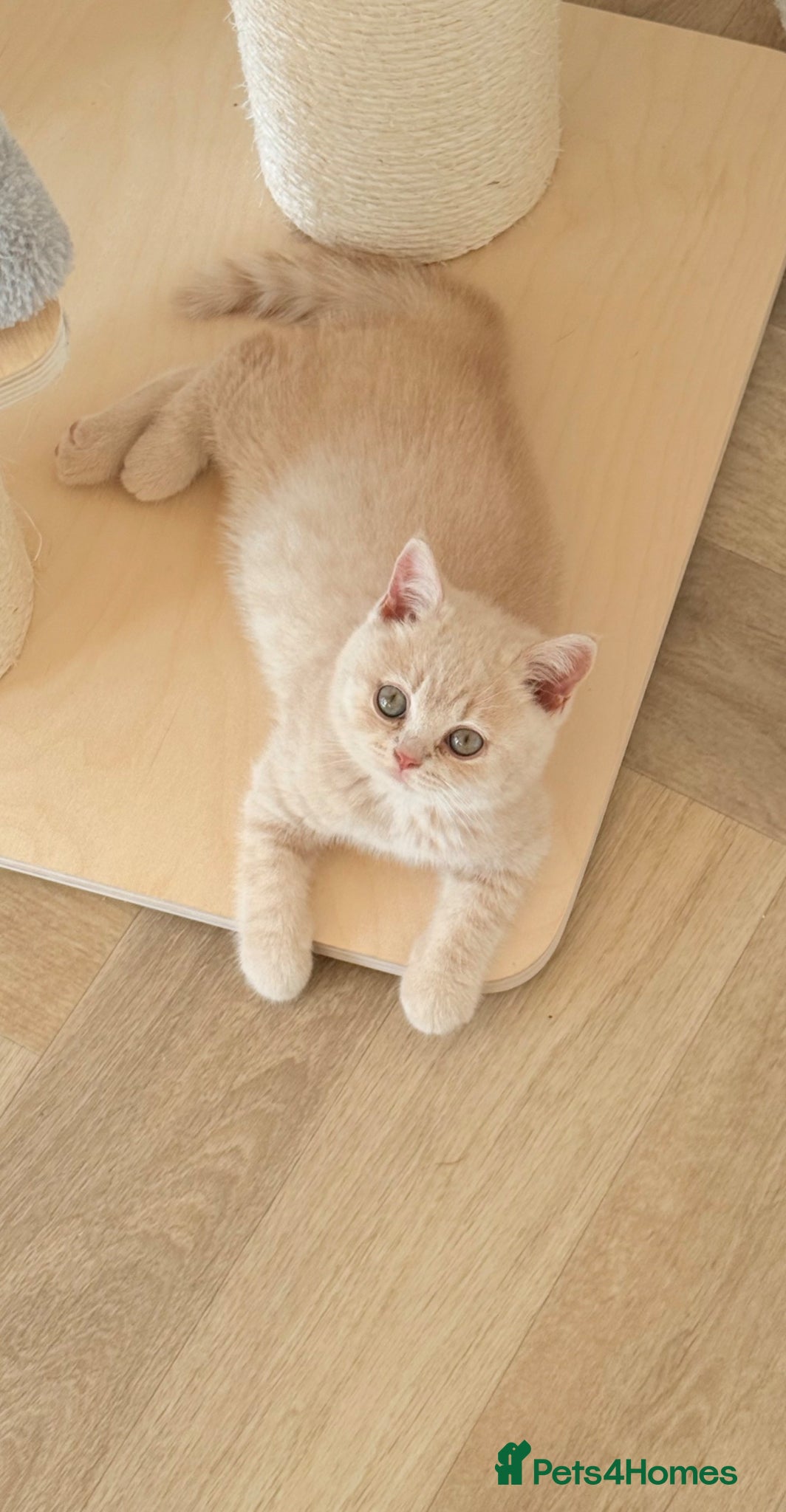 British Shorthair cats CREAM BRITISH SHORTHAIR MALE - GCCF REG - Advert 1