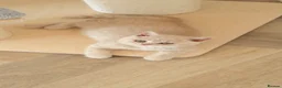 British Shorthair cats for sale: CREAM BRITISH SHORTHAIR MALE - GCCF REG - Advert 1