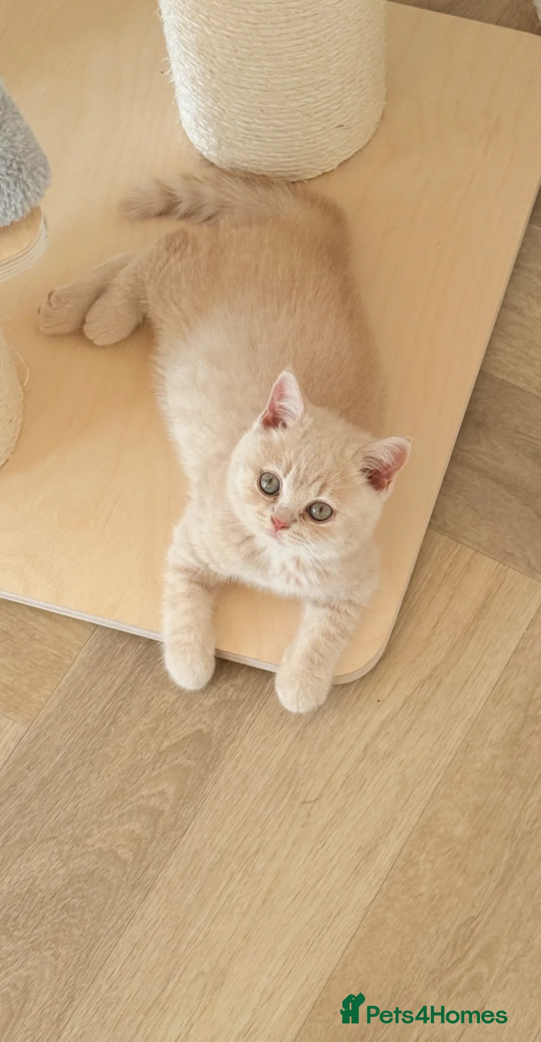 British Shorthair cats for sale: CREAM BRITISH SHORTHAIR MALE - GCCF REG - Advert 1