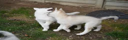 Siberian Husky dogs for sale: Beautiful KC Reg Siberian Husky Puppies - Advert 5