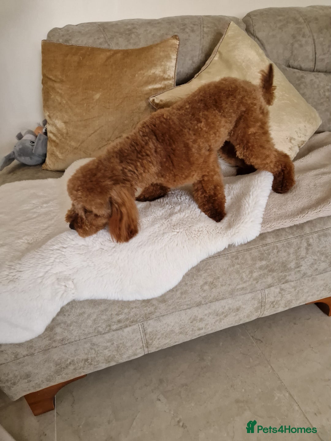 Doxiepoo dogs for sale: Daxipoo  - Image 23