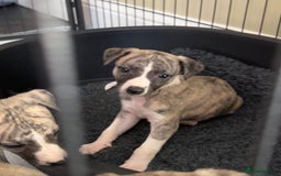 Whippet dogs for sale: SUPER KC Whippet puppies Show bred - Image 34
