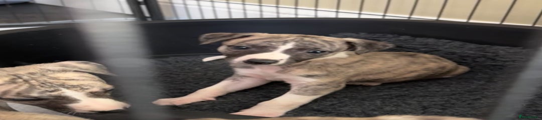 Whippet Puppy 5