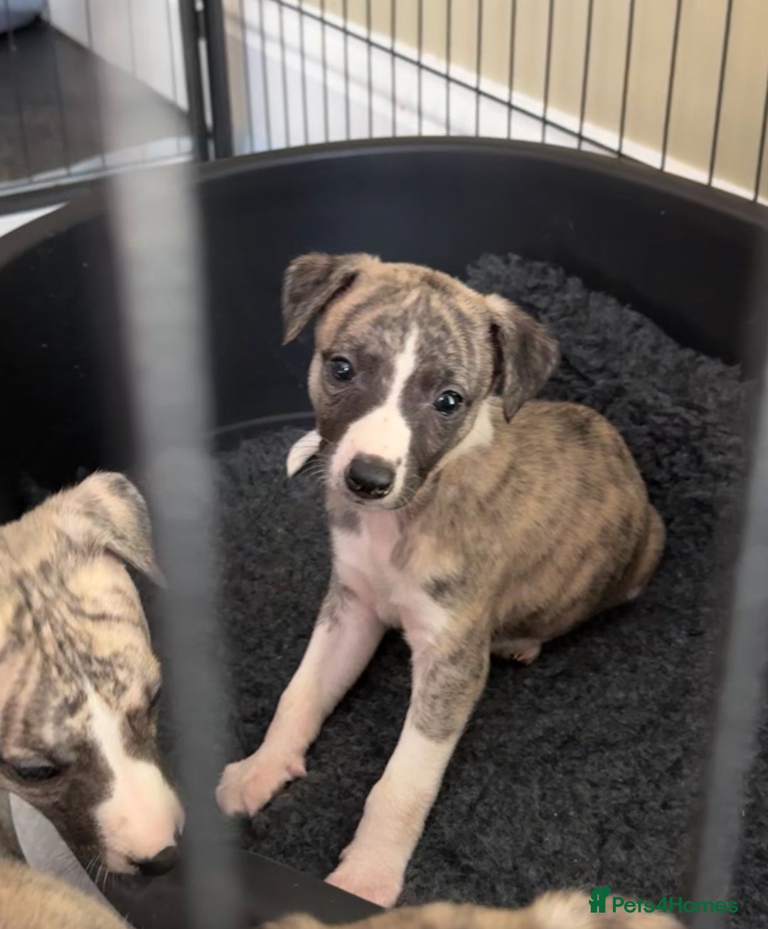 Whippet dogs for sale: SUPER KC Whippet puppies Show bred - Image 34