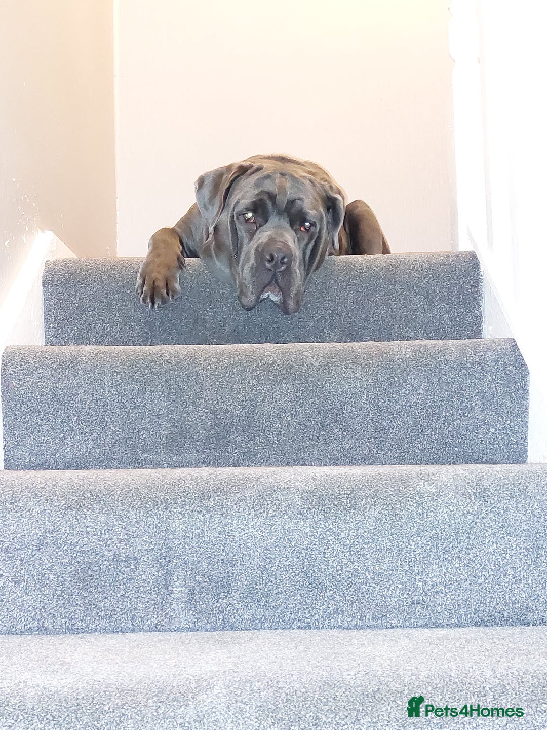 Mixed Breed dogs for sale: Cane Corso cross American bulldog puppy - Advert 5