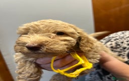Miniature Poodle dogs for sale: Miniature poodles  - Image 13