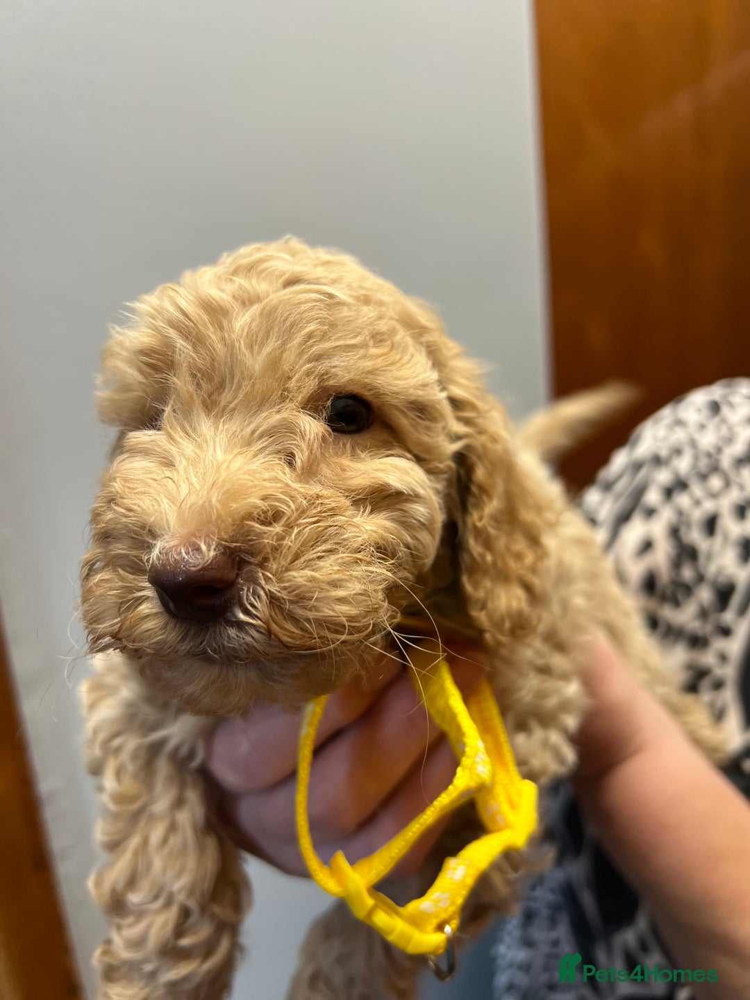 Miniature Poodle dogs for sale: Miniature poodles  - Image 13