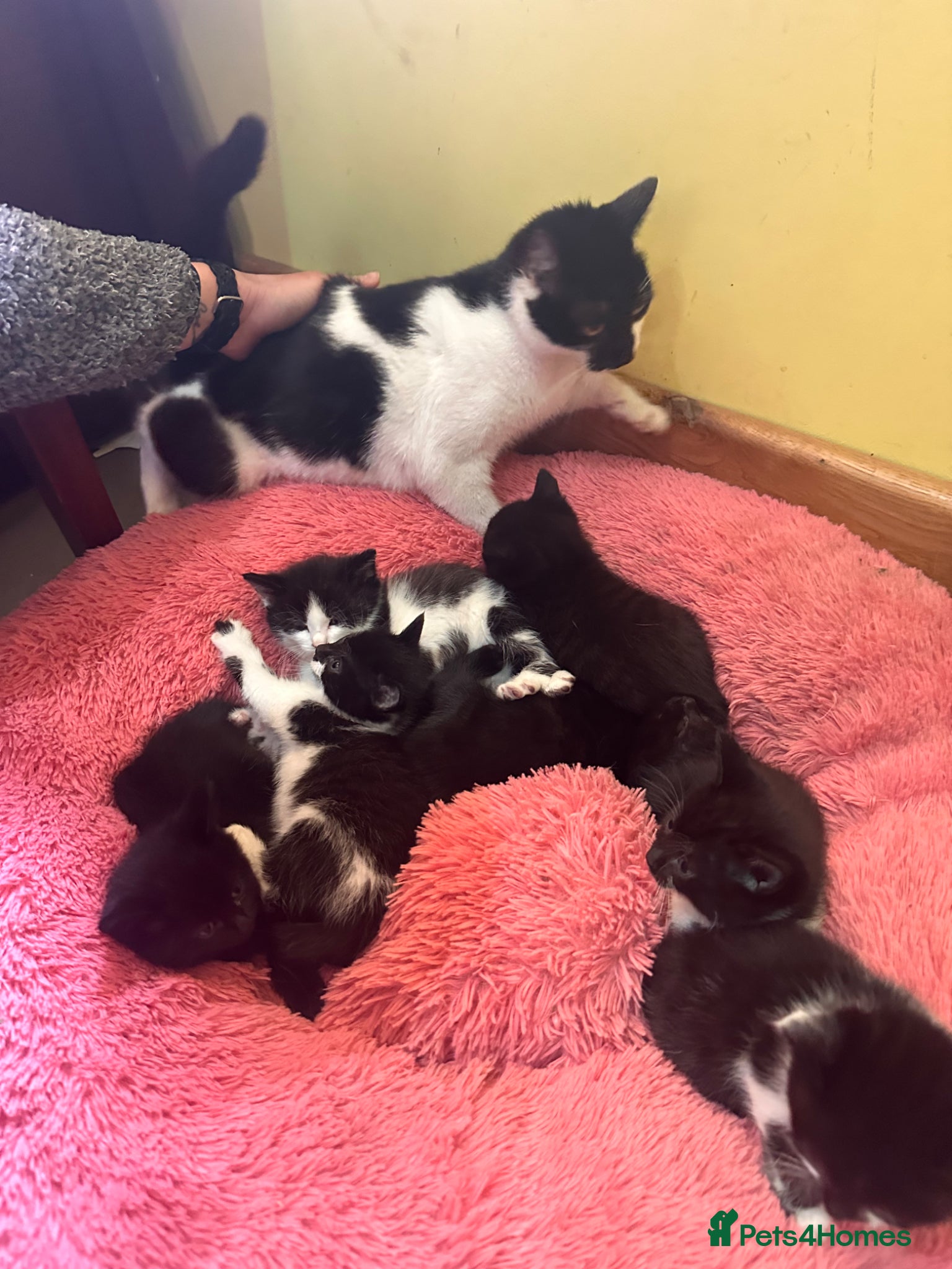 Mixed Breed cats Loving child friendly kittens  - Advert 1