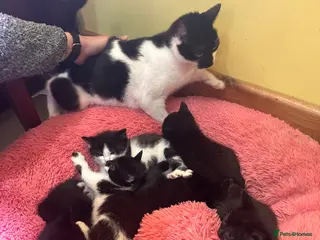 Mixed Breed cats Loving child friendly kittens - Advert 2