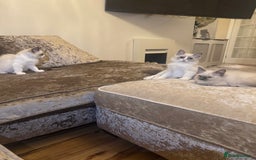 Ragdoll cats for sale: GCCF ragdoll kittens  - Image 2