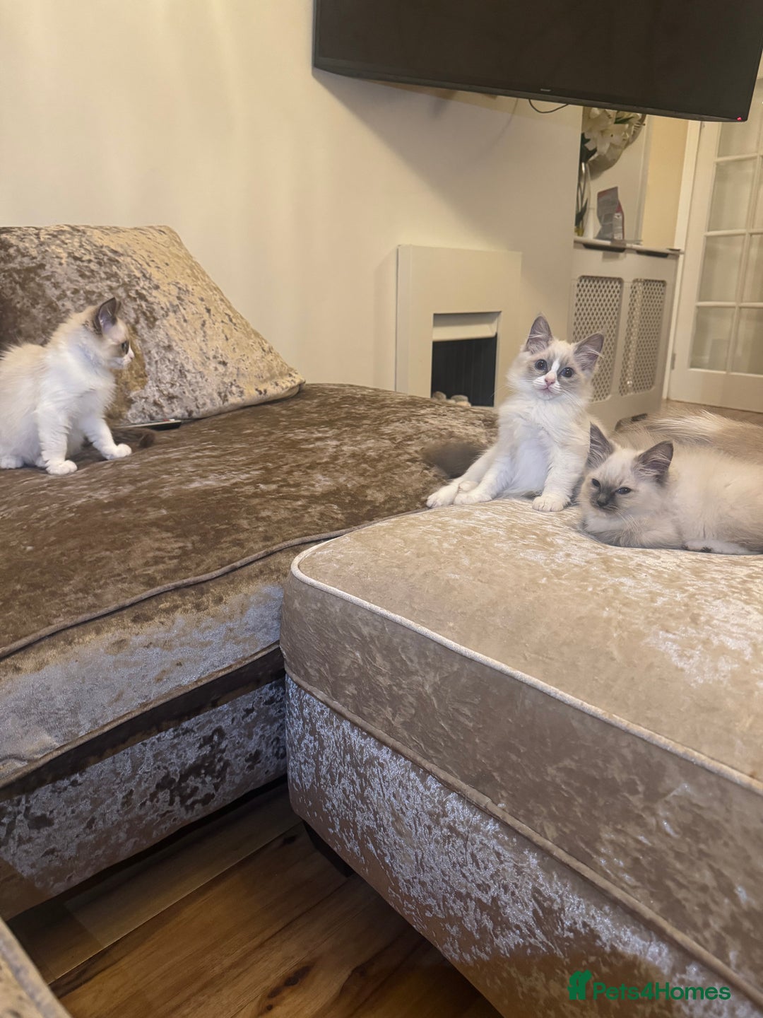 Ragdoll cats for sale: GCCF ragdoll kittens  - Image 2