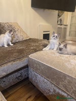 Ragdoll cats - Advert 11