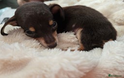 Miniature Dachshund dogs for sale: Miniature dachshunds  - Image 32