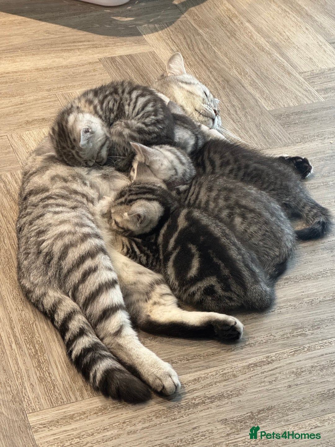 British Shorthair cats for sale: GCCF REGISTERED SILVER TABBY & SPOTTED BSH KITTENS - Advert 2
