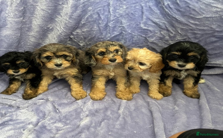 Cavapoo dogs - Advert 16