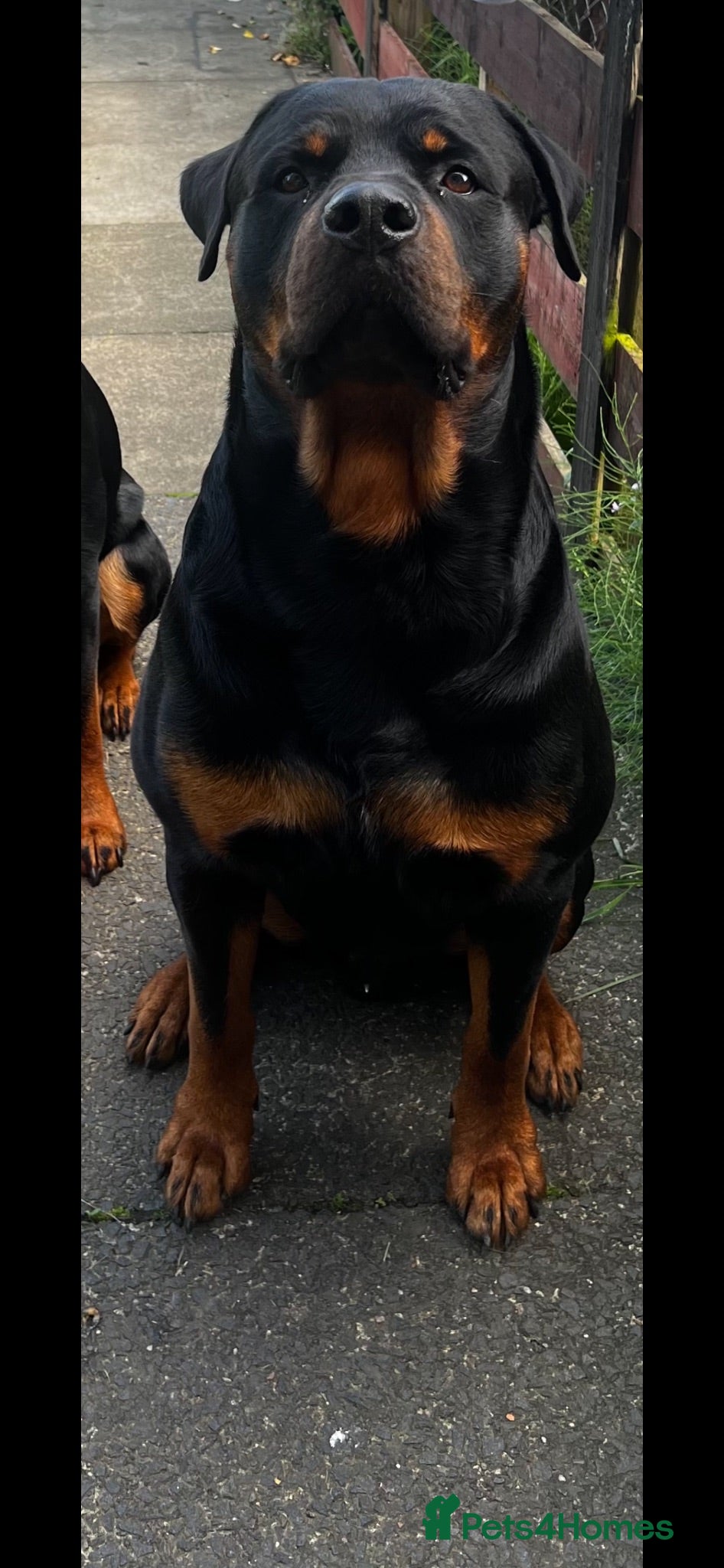 Rottweiler dogs Rottweiler stud  - Advert 1