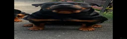 Rottweiler dogs for stud: Rottweiler stud  - Advert 1