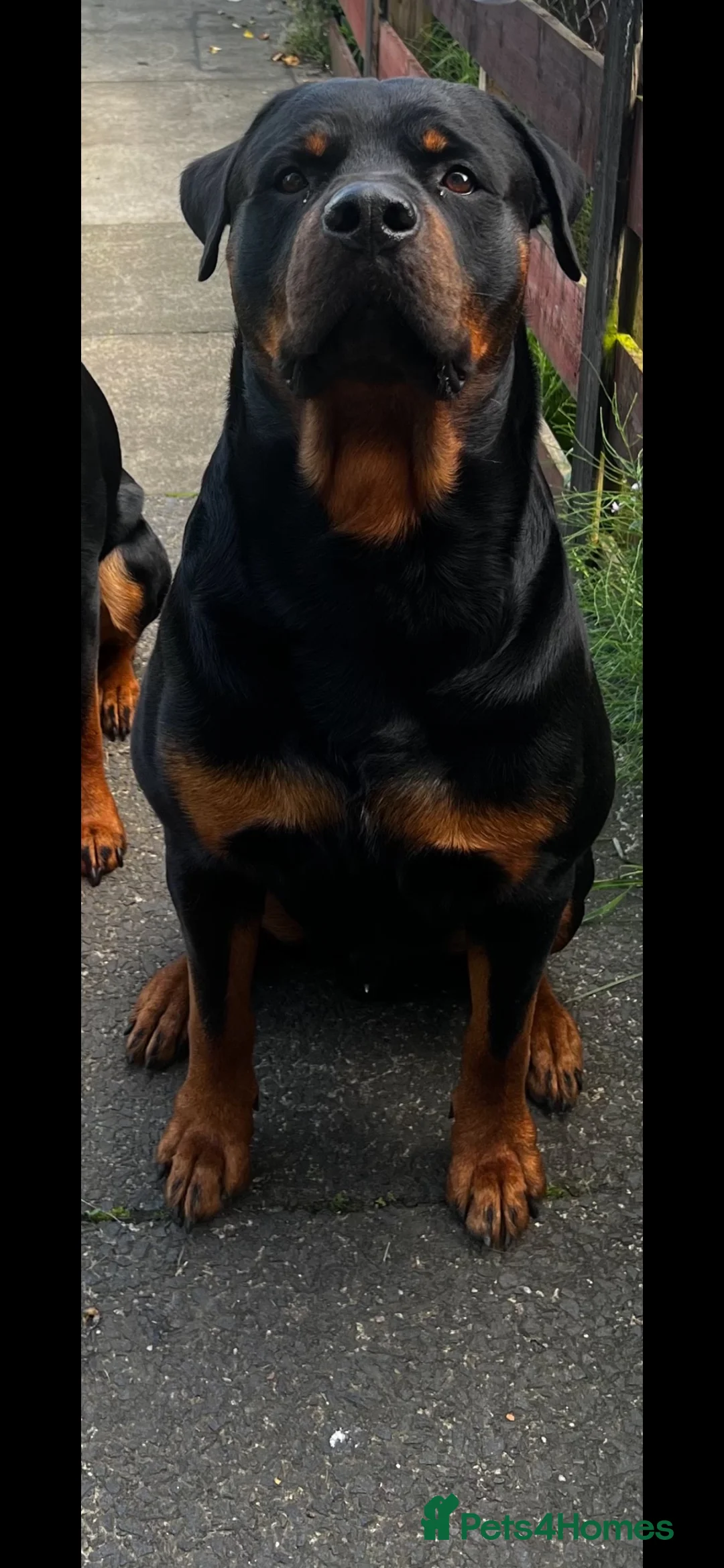 Rottweiler dogs for stud: Rottweiler stud  - Advert 1