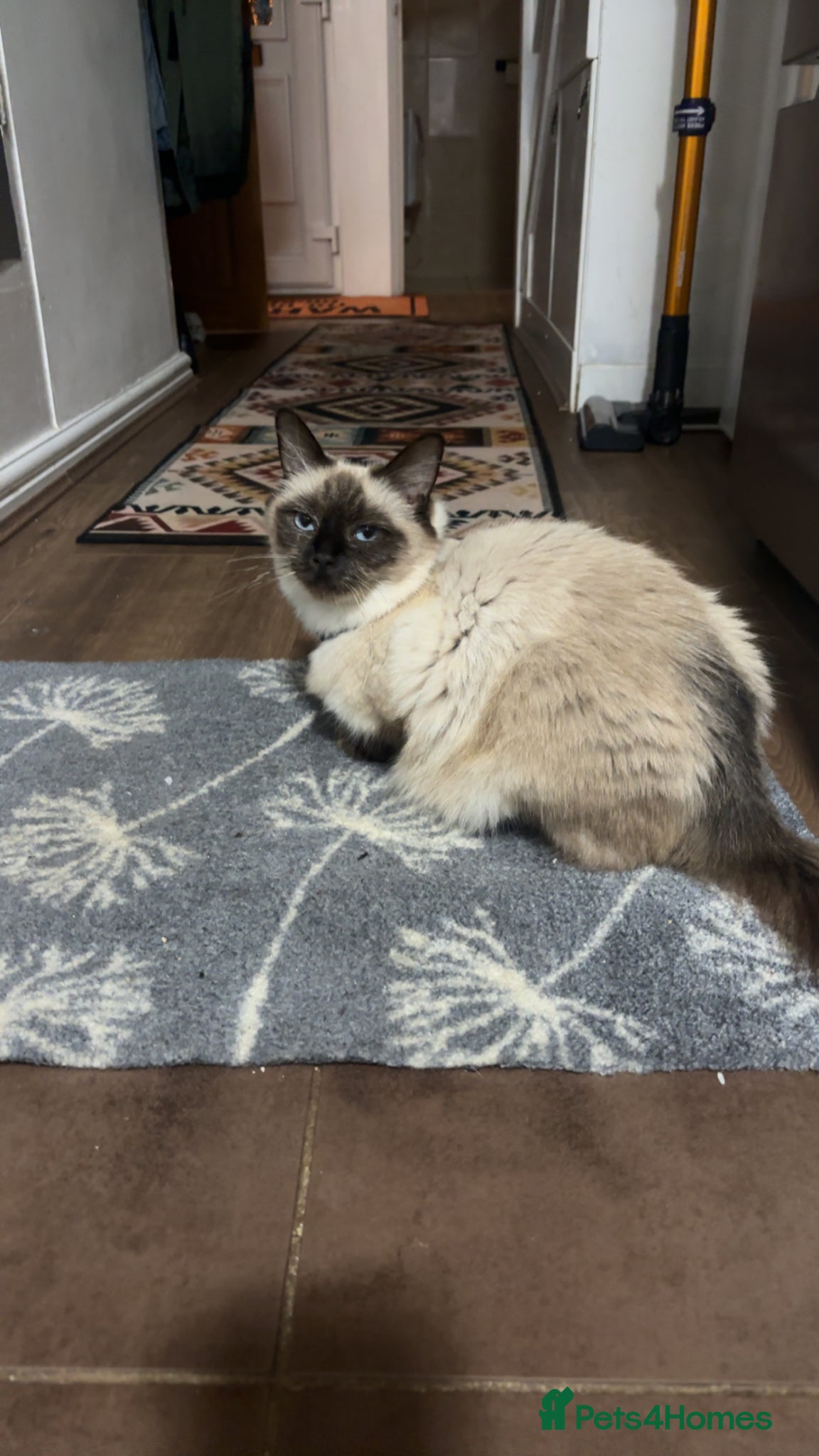 Mixed Breed cats Litter of 5 kittens 3 left to be reserved  - Advert 13