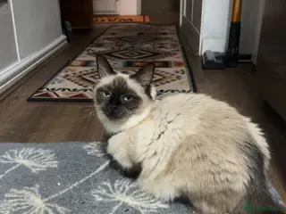 Mixed Breed cats Litter of 5 kittens 3 left to be reserved - Advert 13