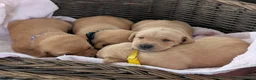 Labrador Retriever dogs for sale: 🔴🔥🔥🔴Fox Red Labrador Puppies 🔴🔥🔥🔴 - Advert 4