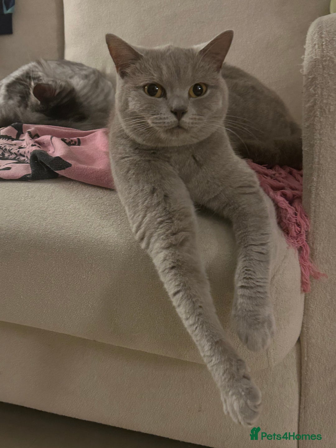 British Shorthair cats for sale: SOLD!!!! - Advert 29