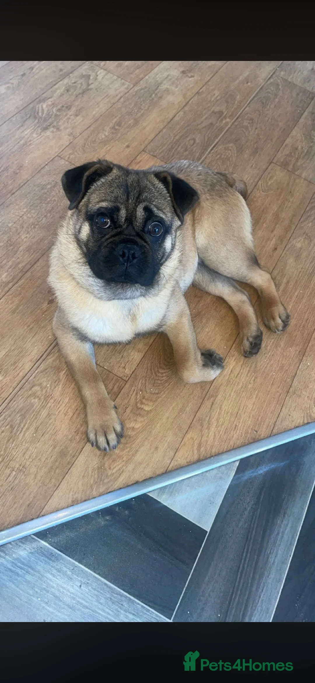Mixed Breed dogs for sale:  Pug Puppy Looking for a Loving Forever Home - Advert 1