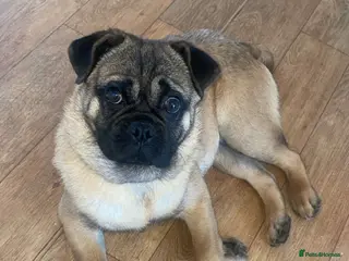 Mixed Breed dogs Pug Puppy Looking for a Loving Forever Home - Advert 1