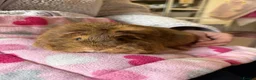 Guinea Pig rodents for sale: Two female abyssinian guinea pigs  in King's Lynn - Advert 5