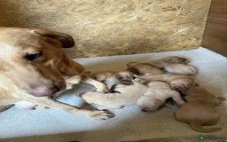 Labrador Retriever dogs for sale: KC Registered labradores ready to leave  - Image 16