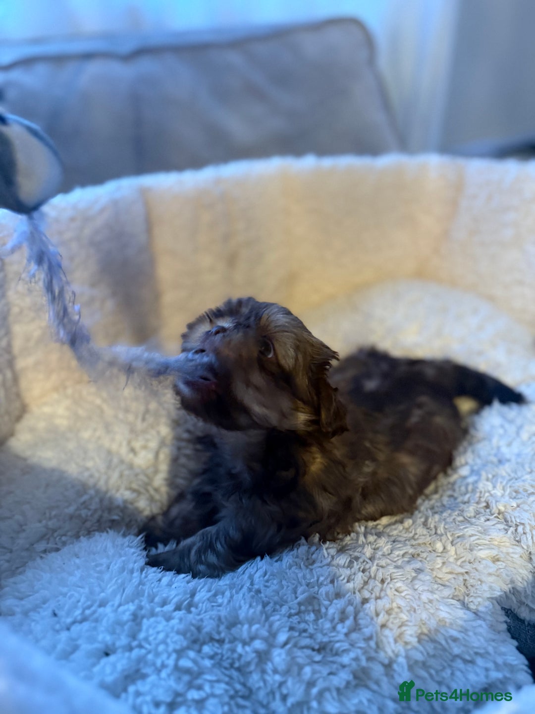 Shih Tzu dogs for sale: Shih tzu  - Advert 9