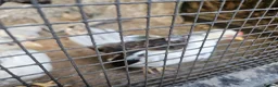 Chickens poultry for sale: Serama bantam in Orpington - Advert 2