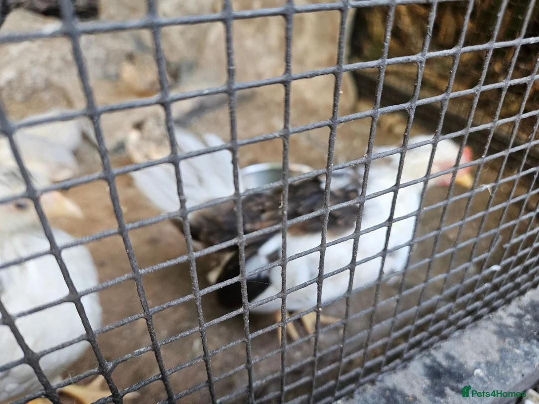 Chickens poultry for sale: Serama bantam in Orpington - Advert 2