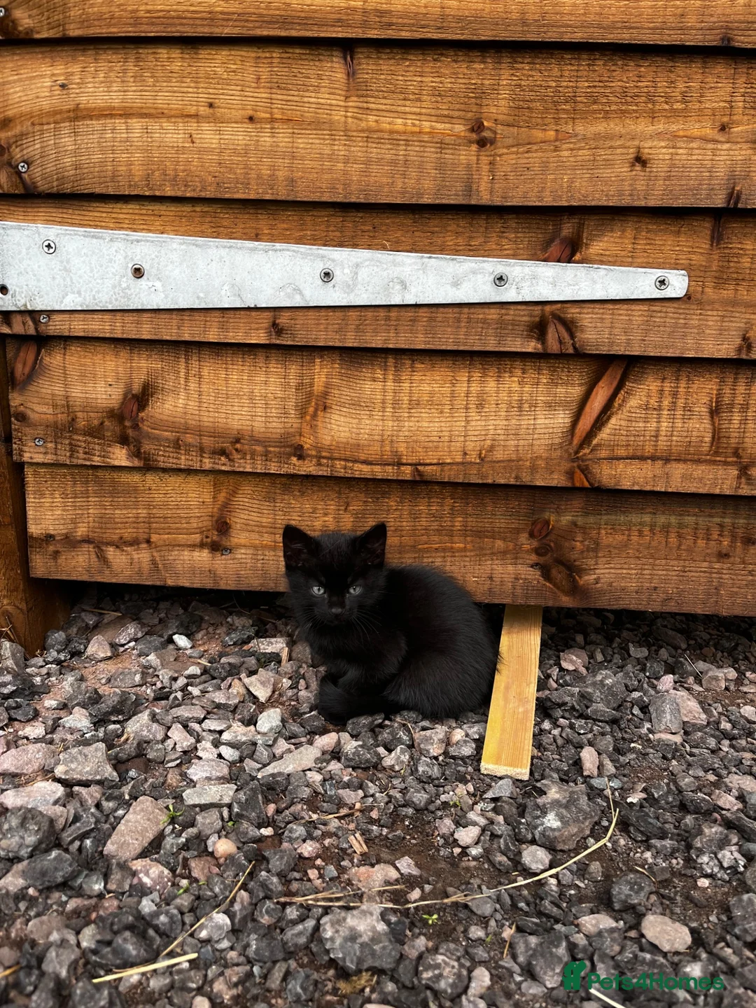 Mixed Breed cats for sale: Kittens looking for new homes - Advert 4