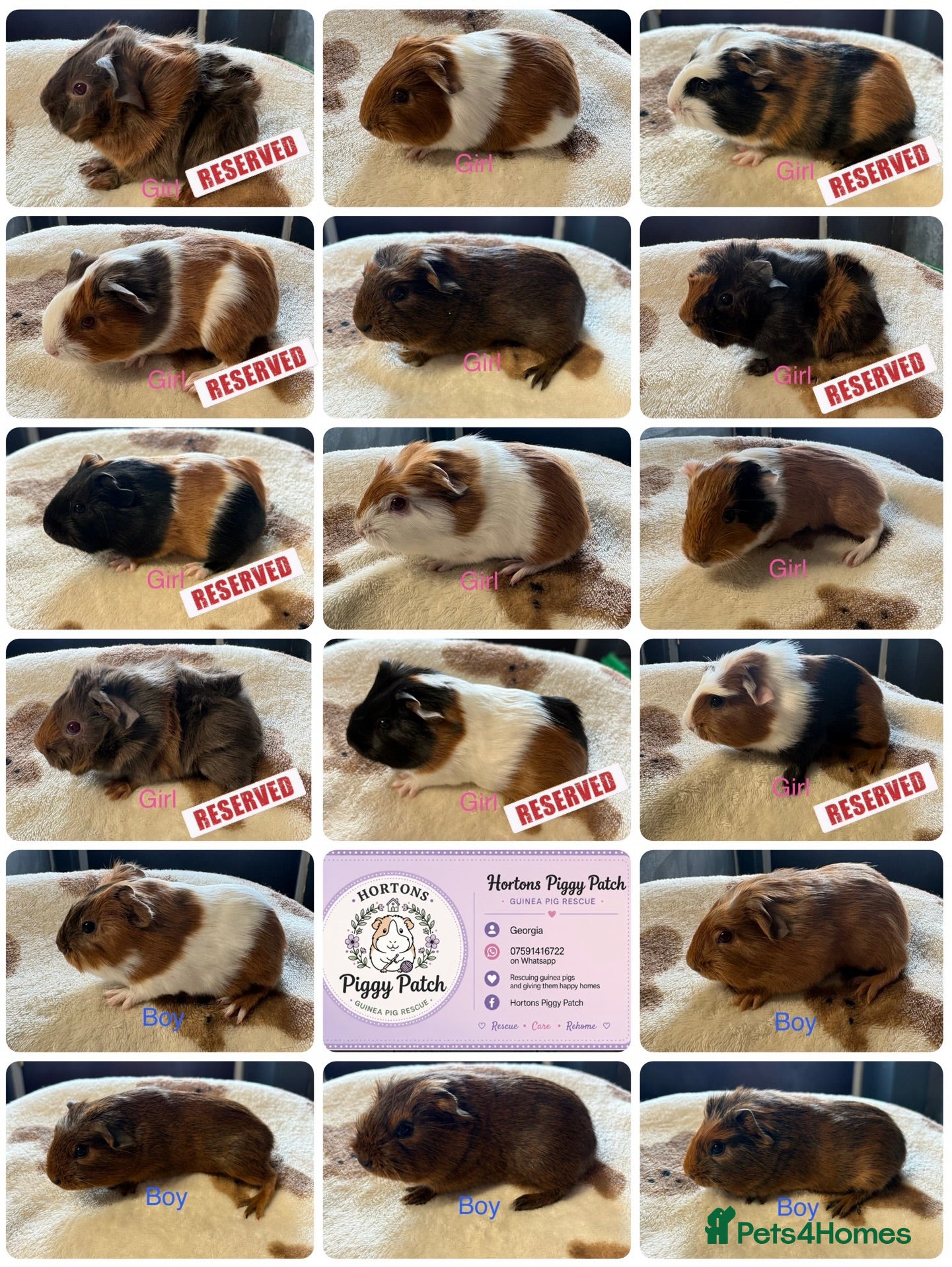 Guinea Pig rodents Baby Guinea Pigs looking for amazing forever homes - Advert 13