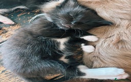 Ragdoll cats for sale: Stunning Kittens *Ready now!* - Image 11