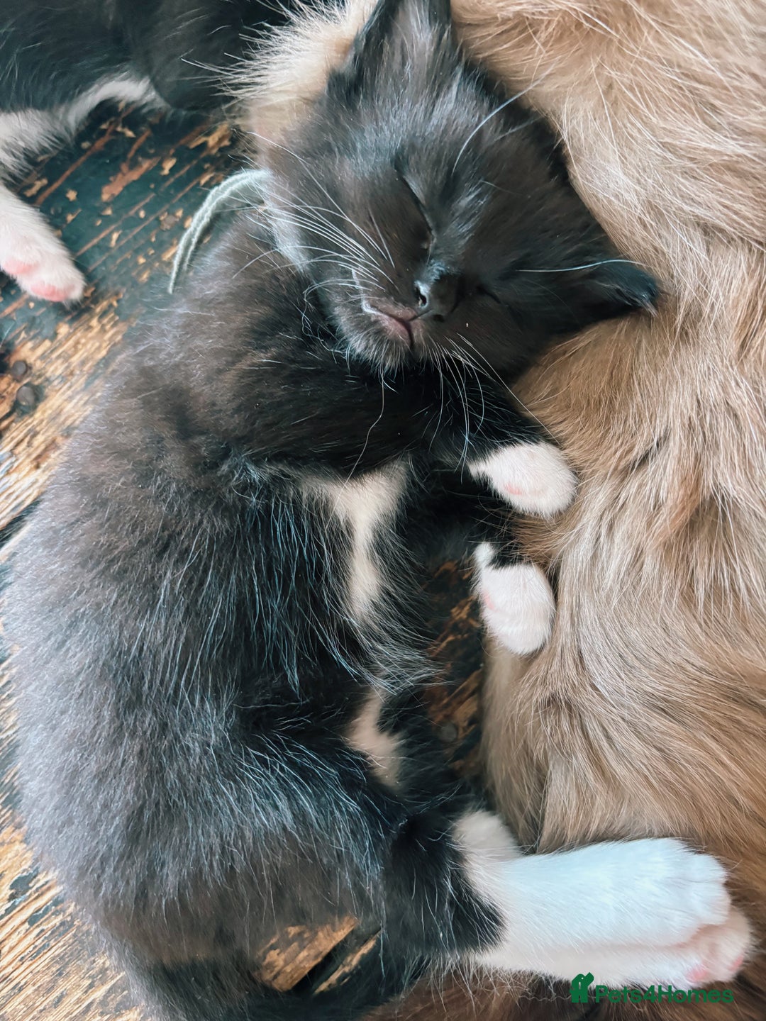Ragdoll cats for sale: Stunning Kittens *Ready now!* - Image 11
