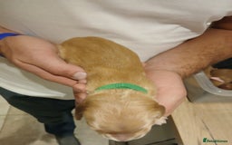 Golden Retriever dogs for sale: Fox Red Golden Retriever Puppies for sale - Image 12