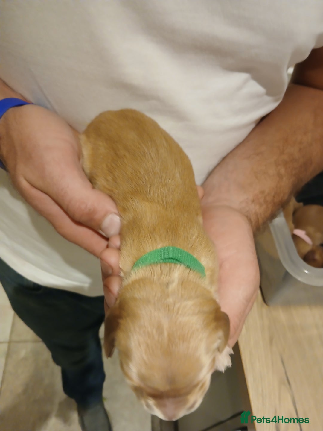 Golden Retriever dogs for sale: Fox Red Golden Retriever Puppies for sale - Image 12